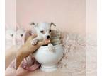 Chihuahua PUPPY FOR SALE ADN-843976 - Teacup and Toy
