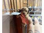 Dachshund PUPPY FOR SALE ADN-843975 - Brown dapple