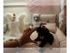 Poodle (Toy) PUPPY FOR SALE ADN-843974 - Poodles Teacups and Toy Puppies For