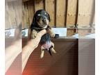Dachshund PUPPY FOR SALE ADN-843973 - Black tan