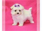 Maltese PUPPY FOR SALE ADN-843972 - n Maltese puppies