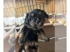 Morkie PUPPY FOR SALE ADN-843971 - April pink