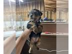 Morkie PUPPY FOR SALE ADN-843970 - April purple