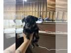 Morkie PUPPY FOR SALE ADN-843969 - April red