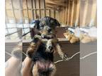 Morkie PUPPY FOR SALE ADN-843968 - Black and tan