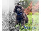Poodle (Standard) PUPPY FOR SALE ADN-843966 - Purebred Standard Poodle Pups