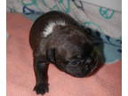 French Bulldog PUPPY FOR SALE ADN-843940 - AKC registered frenchie with European