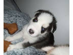 Siberian Husky PUPPY FOR SALE ADN-843939 - Male Husky Puppy