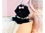Cavapoo PUPPY FOR SALE ADN-843890 - Super cute puppies
