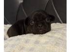 French Bulldog PUPPY FOR SALE ADN-843889 - AKC Poppy