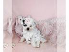 Maltipoo PUPPY FOR SALE ADN-843888 - Close To Naples I can Hand Deliver Maltese