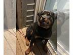 Rottweiler PUPPY FOR SALE ADN-843884 - Female Rottweiler