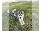 Pomsky PUPPY FOR SALE ADN-843878 - Male pomsky