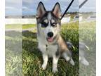 Pomsky PUPPY FOR SALE ADN-843877 - Pomsky puppy