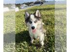Pomsky PUPPY FOR SALE ADN-843876 - Pomsky puppy