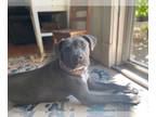American Pit Bull Terrier-Cane Corso Mix PUPPY FOR SALE ADN-843872 - Beautiful