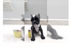 French Bulldog PUPPY FOR SALE ADN-843866 - Mini French Bulldog