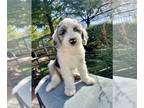 Sheepadoodle PUPPY FOR SALE ADN-843865 - Sheepadoodle Puppies