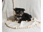 Yorkshire Terrier PUPPY FOR SALE ADN-843861 - Yorkshire Terrier For Sale Baltic