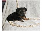 Yorkshire Terrier PUPPY FOR SALE ADN-843860 - Yorkshire Terrier For Sale Baltic