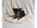 Yorkshire Terrier PUPPY FOR SALE ADN-843858 - Yorkshire Terrier For Sale Baltic