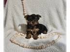 Yorkshire Terrier PUPPY FOR SALE ADN-843857 - Yorkshire Terrier For Sale Baltic