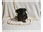 Yorkshire Terrier PUPPY FOR SALE ADN-843856 - Yorkshire Terrier For Sale Baltic