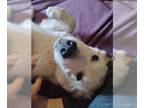 Golden Retriever PUPPY FOR SALE ADN-843815 - Golden Retriever Puppy Stanley