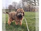Mini Whoodle (Wheaten Terrier/Miniature Poodle) PUPPY FOR SALE ADN-843808 -