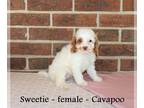 Cavapoo PUPPY FOR SALE ADN-843799 - Sweet friendly Cavapoo puppy