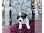 Saint Berdoodle-Saint Bernard Mix PUPPY FOR SALE ADN-843797 - Saint Berdoodle