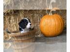 Cavalier King Charles Spaniel PUPPY FOR SALE ADN-843811 - 4 beautiful puppies