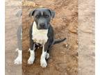 American Pit Bull Terrier DOG FOR ADOPTION ADN-843831 - Friendly blue nose