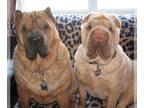 Chinese Shar-Pei DOG FOR ADOPTION RGADN-1390574 - Chinese Shar-Pei *foster homes