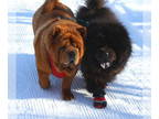 Chow Chow DOG FOR ADOPTION RGADN-1390576 - Chow Chow *foster homes needed* -