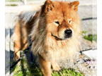 Chow Chow DOG FOR ADOPTION RGADN-1390644 - Koi - Chow Chow (medium coat) Dog For