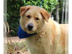 Golden Labrador DOG FOR ADOPTION RGADN-1339622 - Bullett - Golden Retriever /