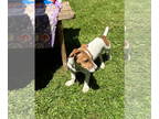 Jack Russell Terrier Mix DOG FOR ADOPTION RGADN-1341850 - Nyssa