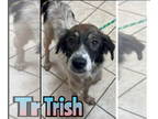 Retriever Mix DOG FOR ADOPTION RGADN-1379357 - TRISH - Retriever / Mixed (medium