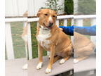 Labrador Retriever DOG FOR ADOPTION RGADN-1390580 - BELLA - Labrador Retriever /