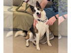 Border Collie Mix DOG FOR ADOPTION RGADN-1390583 - Cody (Conrad) - Border Collie