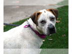 Boxer Mix DOG FOR ADOPTION RGADN-1390584 - Sawyer - Australian Cattle Dog/Blue