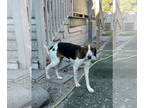 Treeing Walker Coonhound Mix DOG FOR ADOPTION RGADN-1390586 - Emily - Treeing