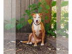 Beagle-Mountain Cur Mix DOG FOR ADOPTION RGADN-1390589 - Helga - Mountain Cur /