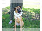 German Shepherd Dog Mix DOG FOR ADOPTION RGADN-1390593 - Perry - German Shepherd