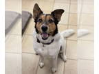 Collie Mix DOG FOR ADOPTION RGADN-1390594 - 2410-0150 Ringo - Collie / Mixed Dog