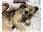 Australian Shepherd Mix DOG FOR ADOPTION RGADN-1390597 - Yozuri (2024) -
