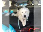 Great Pyrenees DOG FOR ADOPTION RGADN-1390603 - Layla - Great Pyrenees Dog For