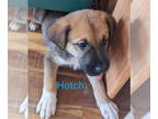 Great Pyrenees Mix DOG FOR ADOPTION RGADN-1390606 - Hotch - Shepherd / Great