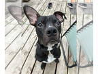 Boxer Mix DOG FOR ADOPTION RGADN-1390608 - Sandstone - Boxer / Mixed (short